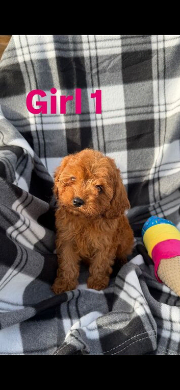 Stunning F1 cavapoos ready now !
