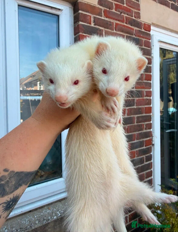 2 female ferrets 4 months old