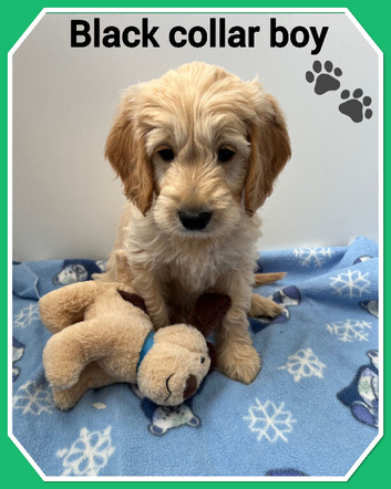 VET CHECKED STUNNING F1 MINIATURE GOLDENDOODLES
