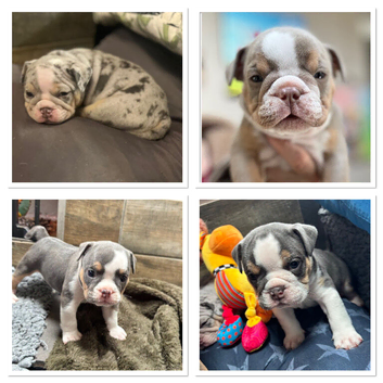 Gorgeous Olde English Bulldogges