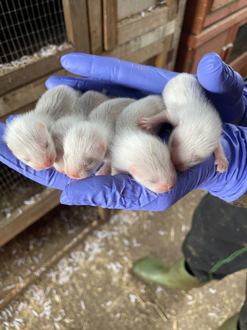 Sandy & black self ferret kits