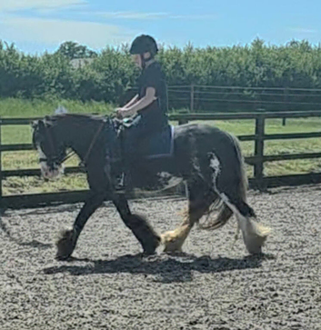 Lovely family pony