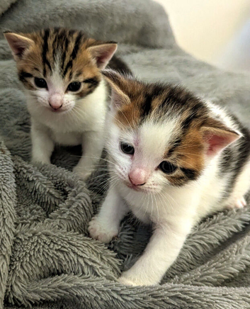 Kittens brother and sister looking for family