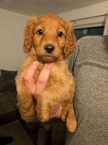 Beautiful f2 labradoodles 1 boy 1 girl left