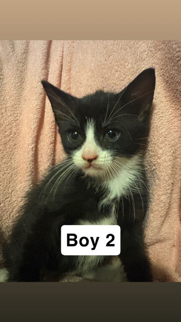 4kittens looking for a home