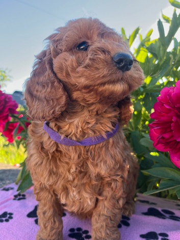 Cockapoo puppies