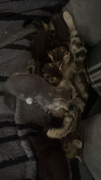 Beautiful kittens ready for there forever homes