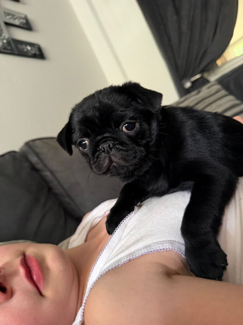 1 boy pug Puppy remaining