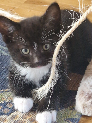 Female Mixed breed Kitten Ready now