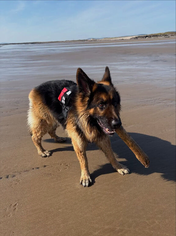 2 Years Old GSD Male