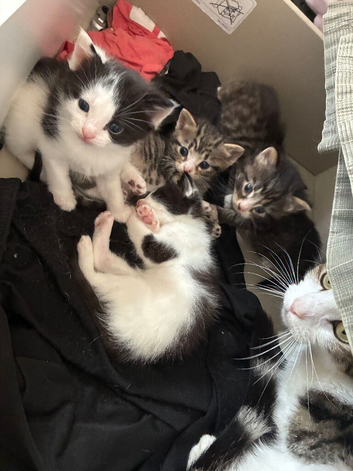 kittens