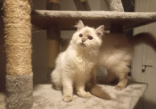 Pedigree Ragdoll kittens ready now only 2 boys left