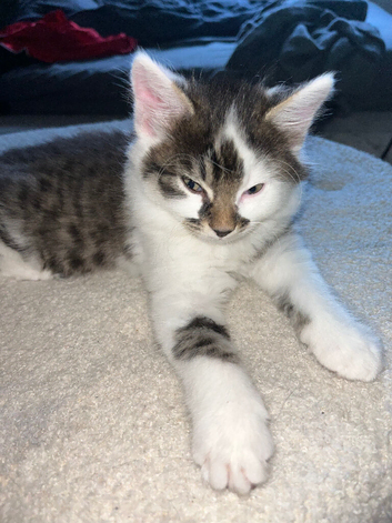 Calico male cat