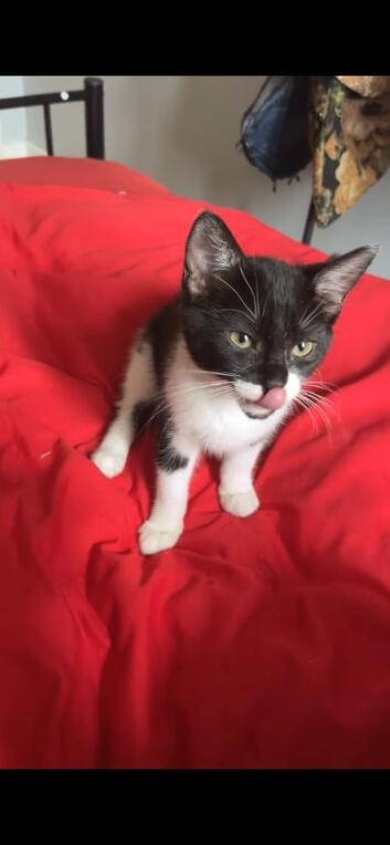 kitten in Swansea!