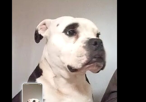 American bulldog for sale