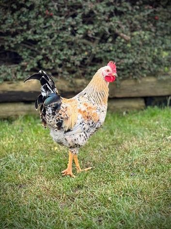 Pure Swedish Flower Hen Cockerel