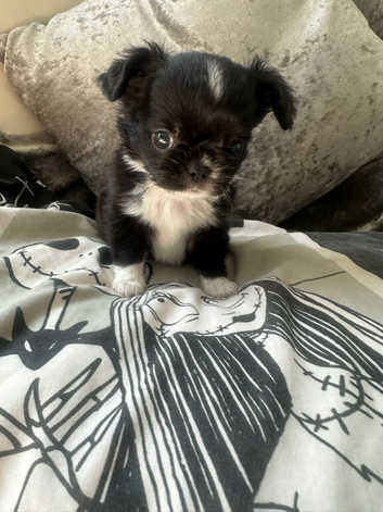 Stunning Longcoat tiny black and white male kc reg