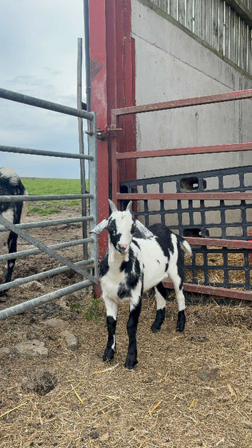 Anglo Nubian x Pygmy wether
