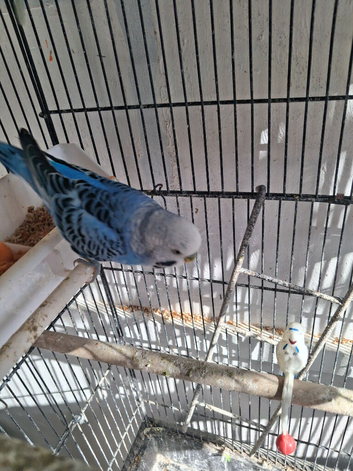 Budgies