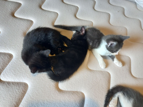 Kittens for sale