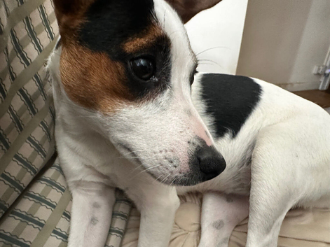 Jack Russell 9 month old female