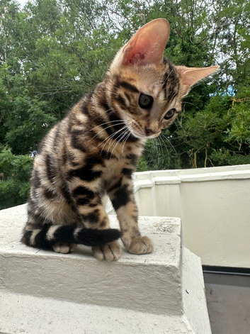 Pure bengal kitten male