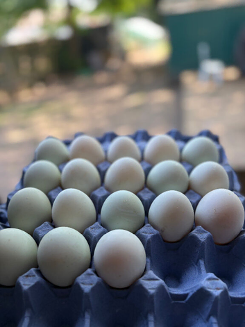 Fertile Indian runner duck eggs