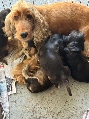 Ready now Show cocker spaniels
