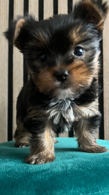 Mini pedigree Yorkie girl