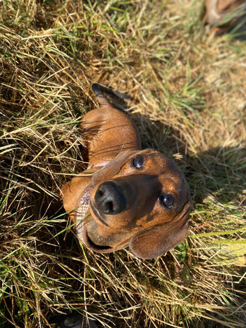 Miniature dachshund