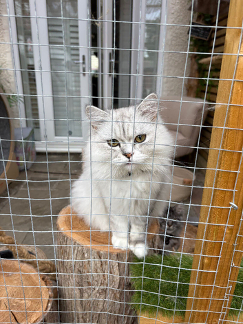 Longhaired Persian Chinchilla kitten male