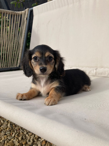 Miniature dachshund puppies