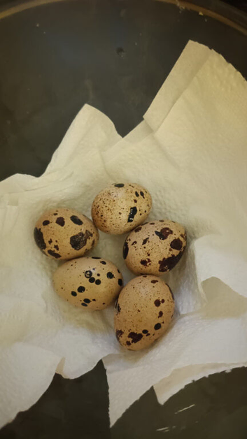 Quail eggs