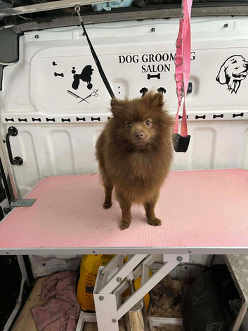 Pomeranian (Girl)
