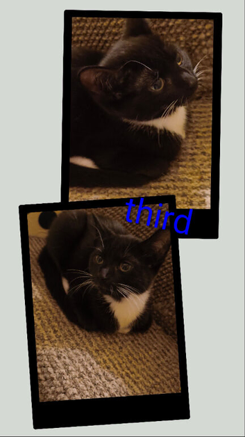 tuxedo kittens
