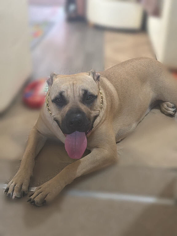 Mastiff english