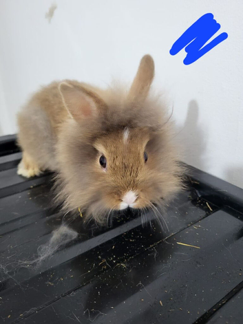 Baby rabbits ready now