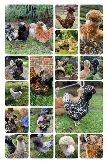 Polish Bantam Frizzle & Smooth Chicks & Eggs