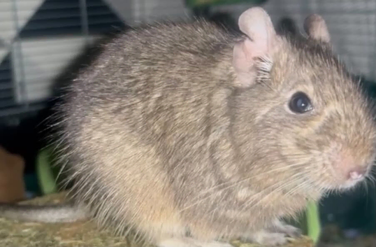 2 male degu for sale make me an offer