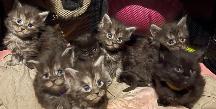 Pure Maine coon kittens