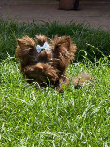 Yorkshire terrier pups,ready to Go