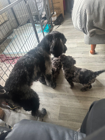 1 Merle girl. Left cockapoo