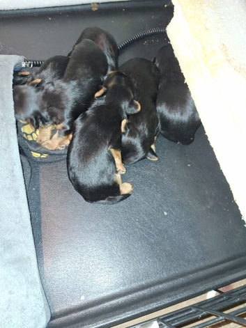 Yorkies