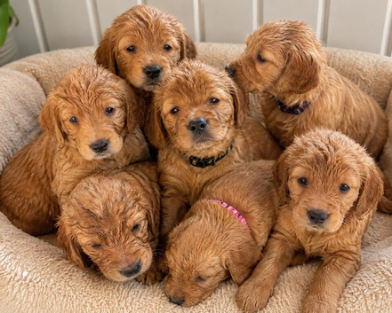 Fox red golden retriever pup boy RKC registered ready now