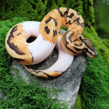 Baby Emoji Pied Royal Python