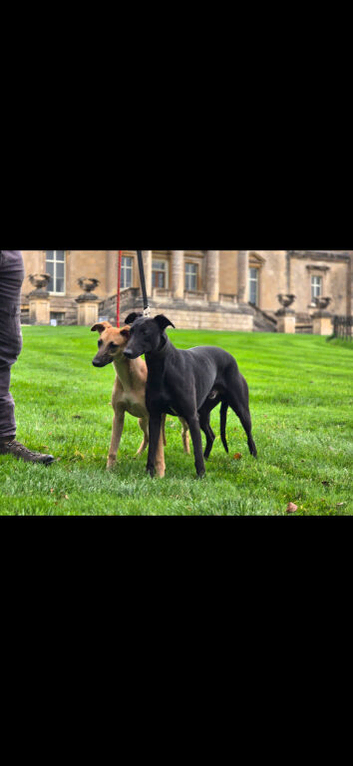 Black whippet stud