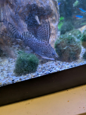 Featherfin catfish
