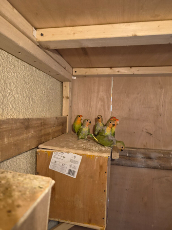 Love Bird with baby