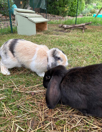 2 rabbits