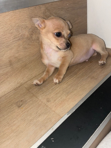 Boy chihuahua